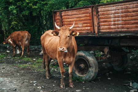 Cows on a rural road in the village go to the farm. Farm domestic animals, livestockの写真素材