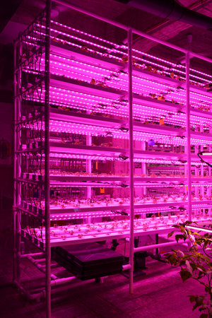 Agriculture greenhouse. Hydroponic growth technology farm garden. Innovation farming and sustainable cultivation concept.の写真素材