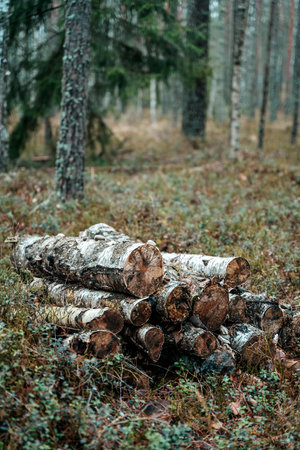 Firewood stacked in the forestの写真素材