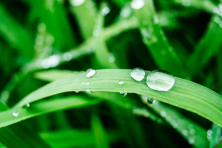 Close-Up of Green Grass with Dew Drops in Macroの写真素材