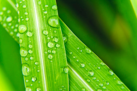Close-Up of Green Grass with Dew Drops in Macroの写真素材