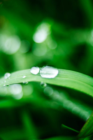 Close-Up of Green Grass with Dew Drops in Macro