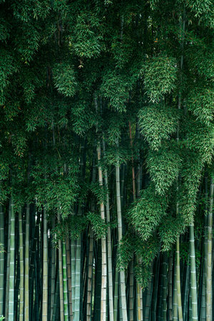 Bamboo Grove zen green background