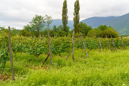 Lush Summer Vineyard Plantation Landscapeの写真素材