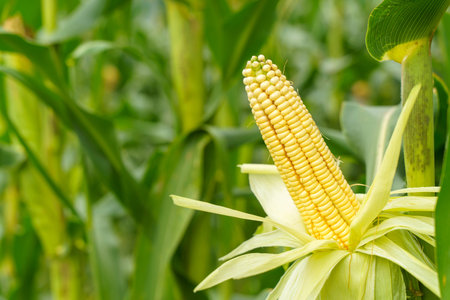 Ripe Corn on the Stalk in a Field
