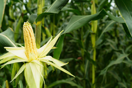 Ripe Corn on the Stalk in a Field