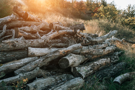Autumn Sunlight over Pile of Dry Woodの写真素材
