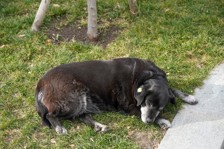 Homeless Stray Dog Sleeping Peacefully on a City Sidewalk