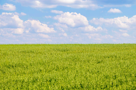 Green field and light blue sky with white cloud.
