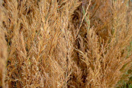An amazing view over the atacama desert on a very clear day with yellow grass in the foreground.の写真素材