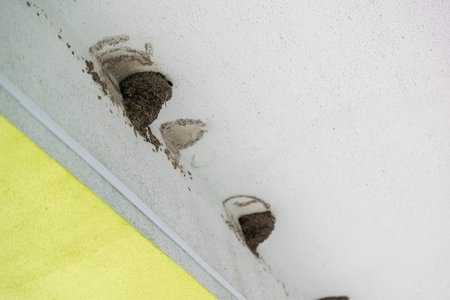 Two swallow nests under the roof of a bus stop. Two nests of urban swallows from the earth and mud. Two bird nests between the wall and the ceiling of the bus stop.の写真素材