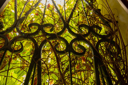 Ornate garden mirror giving the illusion of a arched window seen against strong winter sun on a wall of grape vines.の写真素材