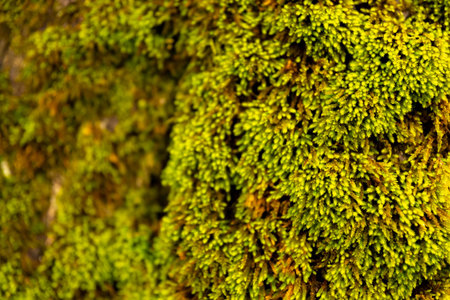 Natures Carpet: Verdant Moss Close-Up.
