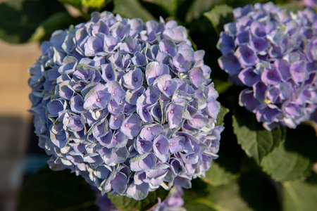 Blue purple Hydrangea flowers with water drops.