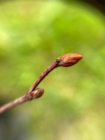 Branches of an adult magnolia tree with large swollen buds against the sky