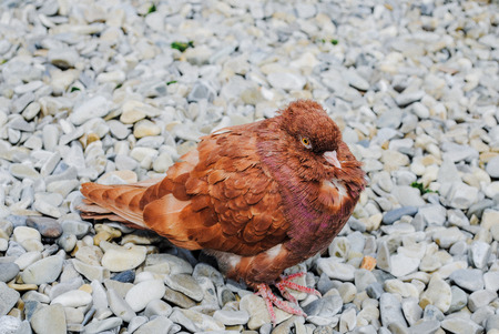 pigeonの写真素材