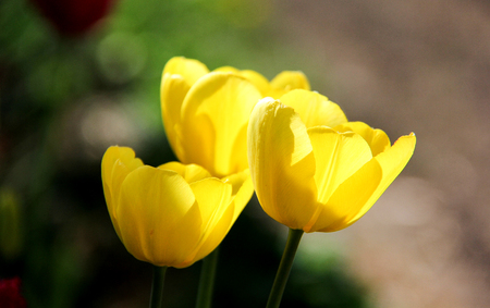three yellow tulipsの写真素材