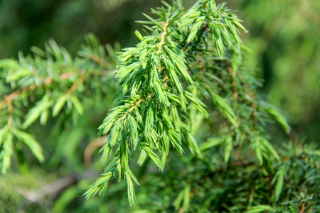 Spruce pine tree buds, cone ,Juniperの写真素材