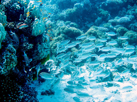 snorkeling in blue water