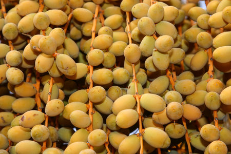 Date palm (Phoenix dactylifera)