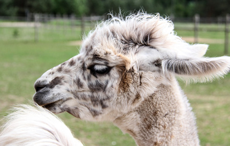 alpaca and llama with funny hairstyleの写真素材