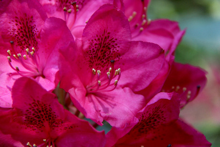 hododendron beautiful flower. Latvian University Rhododendron nurseryの写真素材