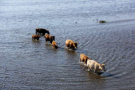 Wild cows swim by the Engure lake, the Latvian blue cows, Nature Park - Engures Ezersの写真素材