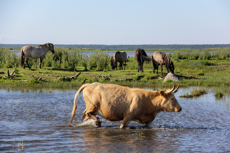 Wild cows and horses grazing and eating grass in the meadow by the Engure lake, the Latvian blue cows, Nature Park - Engures Ezersの写真素材