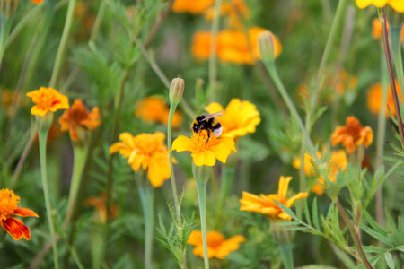 bee bumblebee drink nectar on tagetes marigolds flowers