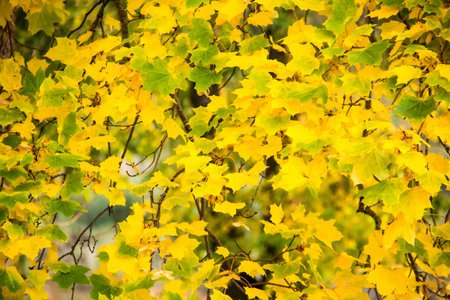 Autumn background with colored leaves of the tree