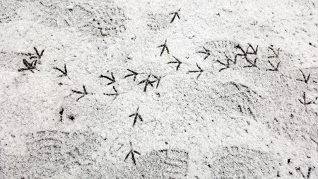 Path From Bird Tracks on White Snow in Winter, Crow Footprints in Snow. Bird Trail on Pure White Snow. Trail of Crows in the Snow.の写真素材