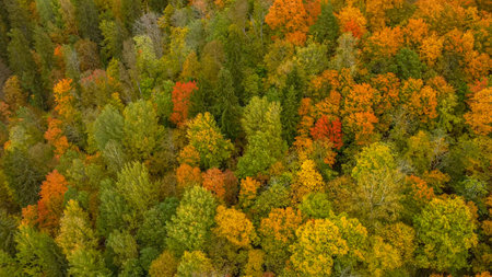 Autumn Landscape View of the Autumn Bright Multi-colored Trees, Green, Orange and Reddish Tint....