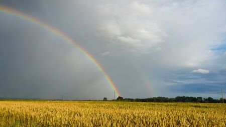 Rainbow Above Wheat Field. Flight Down Ripe Crop Field After Rain and Colorfull Rainbow in Background Rural Countryside. Aereal Dron Shoot.の写真素材