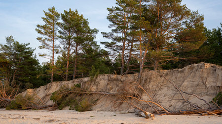 The Gauja River Flows Into the Baltic Sea Sea Gulf of Riga. Broken Pines After Storm and Washed Up...