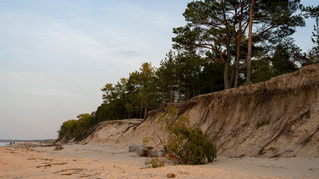 The Gauja River Flows Into the Baltic Sea Sea Gulf of Riga. Broken Pines After Storm and Washed Up...