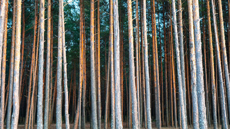 Pine Forest With  High Pine Trees Against Other Pines With Brown Textured Pine Bark