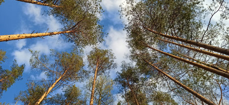 Pine Forest Looking Up to the Tree Crowns and Blue Sky. Bottom View of Tall Old Trees in Pinetree...