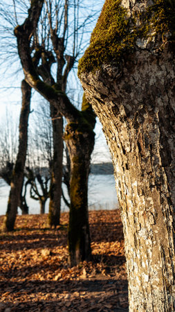 Old Linden Alley, Katvaru Manor Park, Latvia  Looks So Ghostly Spoky Like Fairy Tales. Linden Tree...