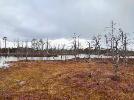 Small Swamp Islands at Skaista Lake in Cenas Swamp Latvia, Kemeri National Park. Idyllic Autumn...