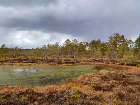 Small Swamp Islands at Skaista Lake in Cenas Swamp Latvia, Kemeri National Park. Idyllic Autumn...