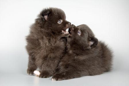 Puppies of the spitz-dogの写真素材