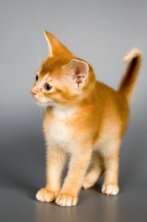 Kitten whom the first time poses in studio の写真素材
