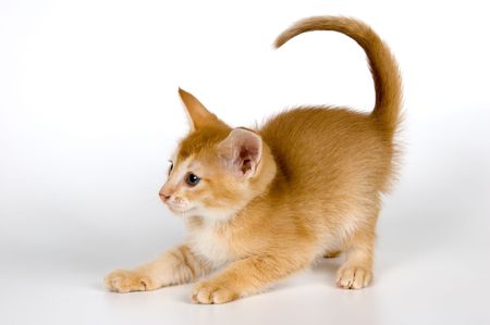 Kitten in studio の写真素材