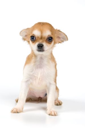 The puppy chihuahua in studio on a neutral backgroundの写真素材
