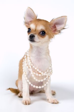 The puppy chihuahua in studio on a neutral backgroundの写真素材