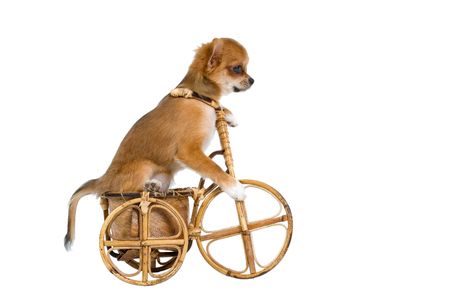 The puppy chihuahua on a bicycle in studioの写真素材