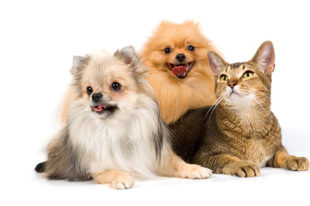 Two spitz-dogs and cat in studio 