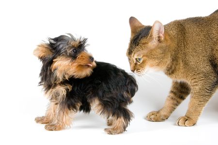 The puppy and cat  in studioの写真素材