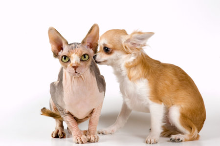 Chihuahua and the Canadian sphynx in studio