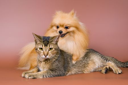 The spitz-dog and cat on a neutral backgroundの写真素材